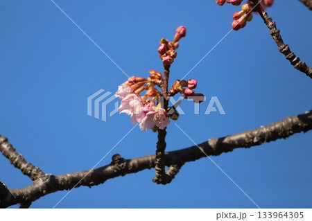 桜の花と蕾 桜の花と蕾 133964305