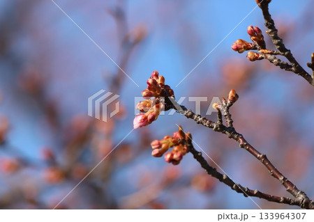 桜の花と蕾 133964307