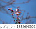 桜の花と蕾 桜の花と蕾 133964309