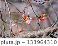 桜の花と蕾 桜の花と蕾 133964310
