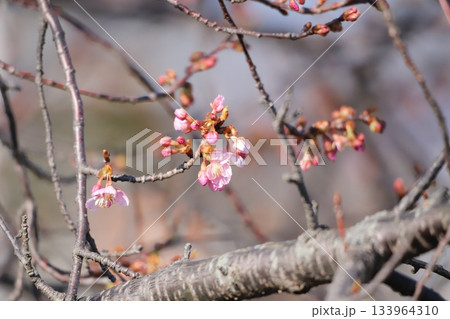 桜の花と蕾 桜の花と蕾 133964310