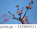 桜の花と蕾 桜の花と蕾 133964311