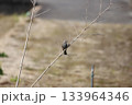 木の枝にとっまているヒヨドリ 木の枝にとっまているヒヨドリ 133964346
