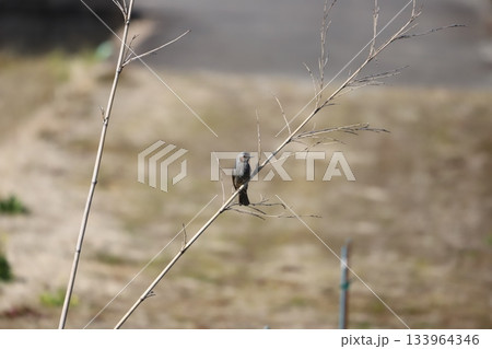木の枝にとっまているヒヨドリ 木の枝にとっまているヒヨドリ 133964346