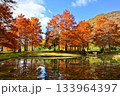 池の水面に映る落羽松の紅葉 133964397