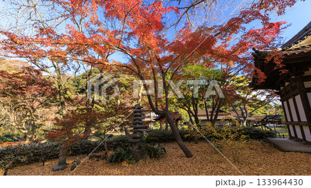 青空と紅葉の三渓園 青空と紅葉の三渓園 133964430