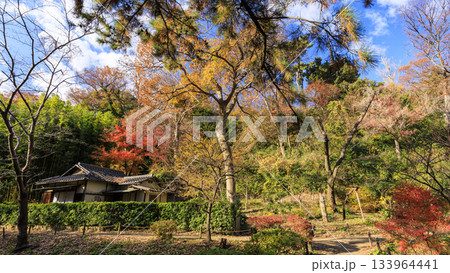 青空と紅葉の三渓園 青空と紅葉の三渓園 133964441