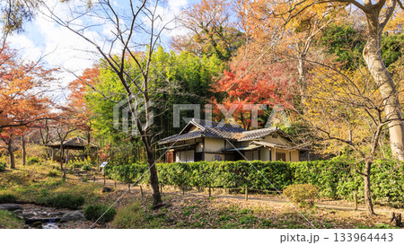 青空と紅葉の三渓園 133964443