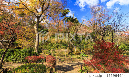 青空と紅葉の三渓園 青空と紅葉の三渓園 133964444
