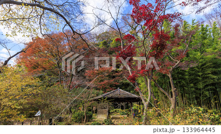 青空と紅葉の三渓園 133964445