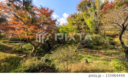 青空と紅葉の三渓園 133964449