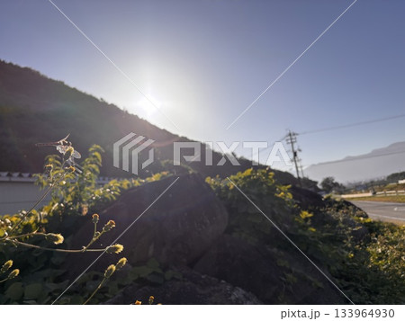 夕暮れに舞う赤とんぼ（10月 長野県松本市 入山辺） 133964930