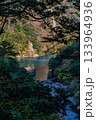 秋の寸又峡と夢の吊り橋 133964936