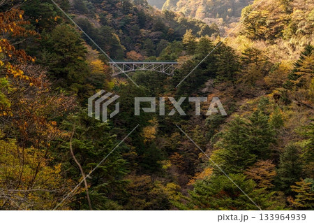 秋本番の寸又峡の飛竜橋 秋本番の寸又峡の飛竜橋 133964939