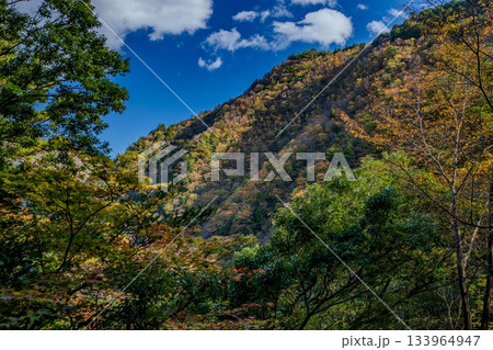 寸又峡の紅葉 寸又峡の紅葉 133964947