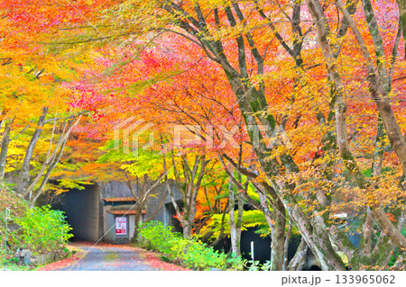 紅葉の鬼岩公園 133965062