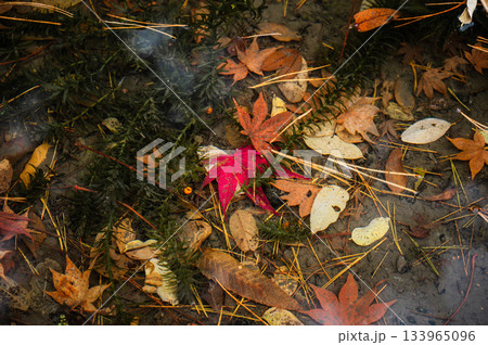 池の底に沈んだ落ち葉たち【秋】 133965096