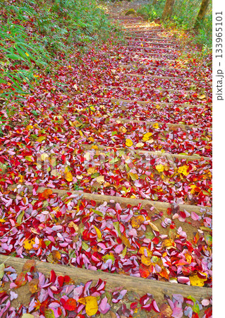 紅葉の鬼岩公園 紅葉の鬼岩公園 133965101