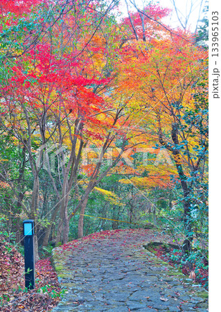 紅葉の鬼岩公園 133965103
