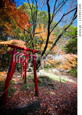 小原の四季桜 133965166