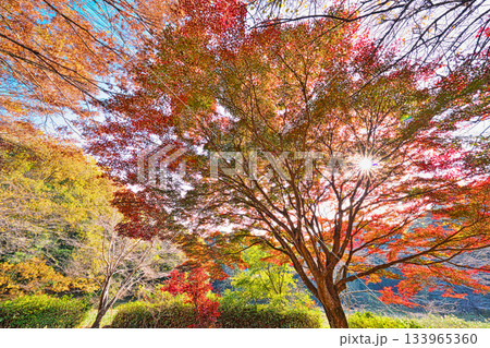 王滝渓谷の紅葉 王滝渓谷の紅葉 133965360