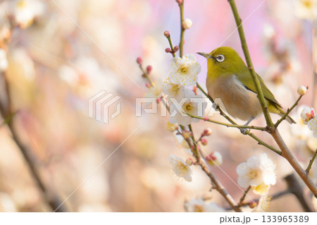 梅の花とメジロ 133965389