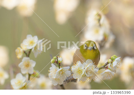 梅の花とメジロ 133965390