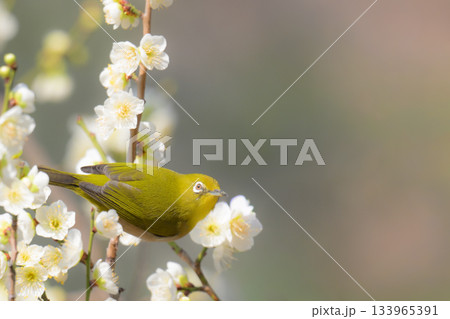 梅の花とメジロ 梅の花とメジロ 133965391
