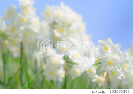 白い水仙の花 白い水仙の花 133965392