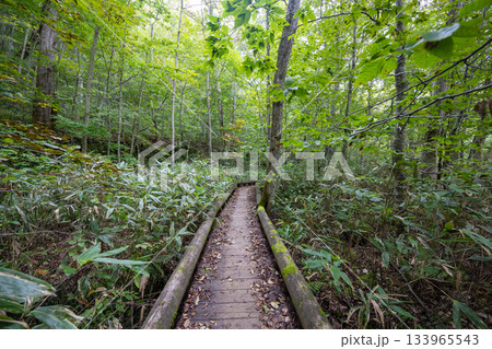 シダや笹が生い茂る深い森の中をまっすぐに続く木の遊歩道 シダや笹が生い茂る深い森の中をまっすぐに続く木の遊歩道 133965543