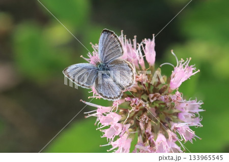 秋の庭に咲くピンク色のダンギクの花の蜜を吸うヤマトシジミ蝶 133965545