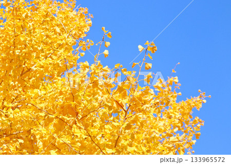 青空に映えるイチョウの枝葉のクローズアップ 133965572