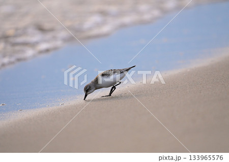 トウネン 133965576