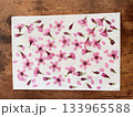 淡いピンク色のかわいいオカメ桜を押し花にしました 133965588