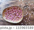 淡いピンク色の花びらがかわいいオカメ桜 133965589