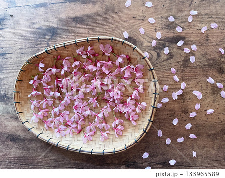 淡いピンク色の花びらがかわいいオカメ桜 133965589