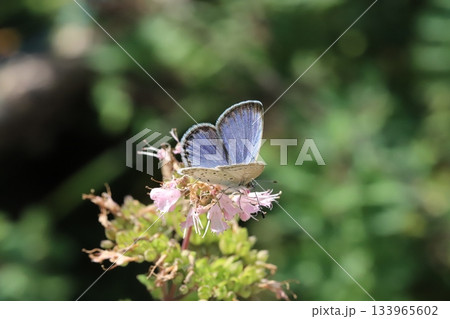 秋の庭に咲くピンク色のダンギクの花の蜜を吸うヤマトシジミ蝶 秋の庭に咲くピンク色のダンギクの花の蜜を吸うヤマトシジミ蝶 133965602