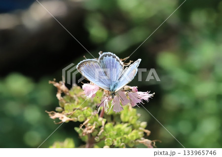 秋の庭に咲くピンク色のダンギクの花の蜜を吸うヤマトシジミ蝶 133965746