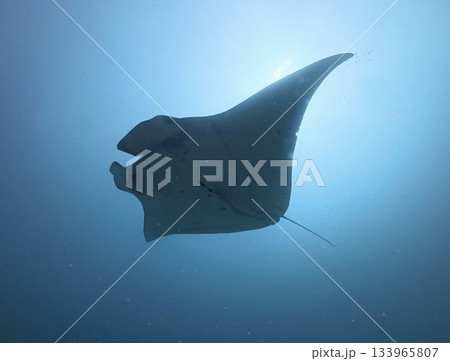 青い海を優雅に泳ぐマンタを捉えた水中写真。 静かで神秘的な雰囲気は、自然・教育コンテンツ、海洋保護、 青い海を優雅に泳ぐマンタを捉えた水中写真。 静かで神秘的な雰囲気は、自然・教育コンテンツ、海洋保護、 133965807