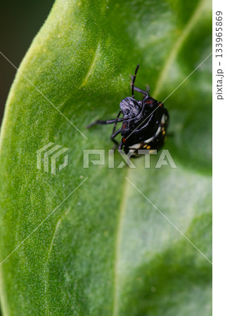 葉にとまるカメムシの幼虫を正面から見た 133965869