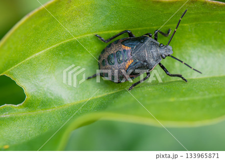 葉にとまりじっとしているシロヘリクチブトカメムシの幼虫 葉にとまりじっとしているシロヘリクチブトカメムシの幼虫 133965871