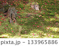 美しい紅葉の落ち葉と苔と切り株 133965886