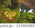 美しい紅葉の落ち葉がハートに・苔と水面 133965888