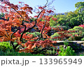 都会の楽園　神戸の相楽園の紅葉 133965949