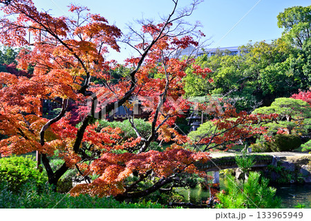都会の楽園　神戸の相楽園の紅葉 133965949