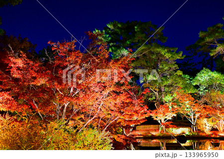 庭園のライトアップされた紅葉樹 庭園のライトアップされた紅葉樹 133965950