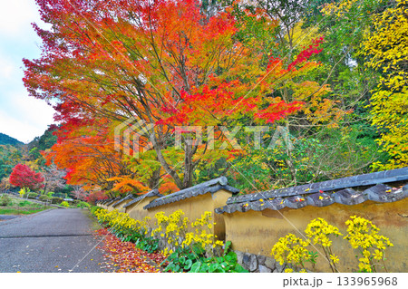 紅葉の松平郷 紅葉の松平郷 133965968