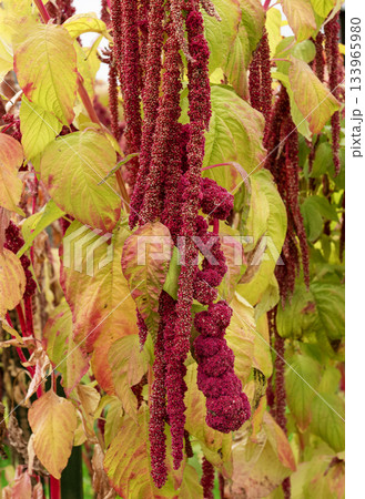 Dramatic red amaranth flower tassels cascading in a summer garden Dramatic red amaranth flower tassels cascading in a summer garden 133965980