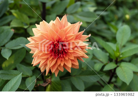 vibrant sunset orange dahlias featuring a ladybug detail 133965982