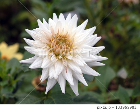 White cactus dahlia with golden center blooming in autumn garden White cactus dahlia with golden center blooming in autumn garden 133965983